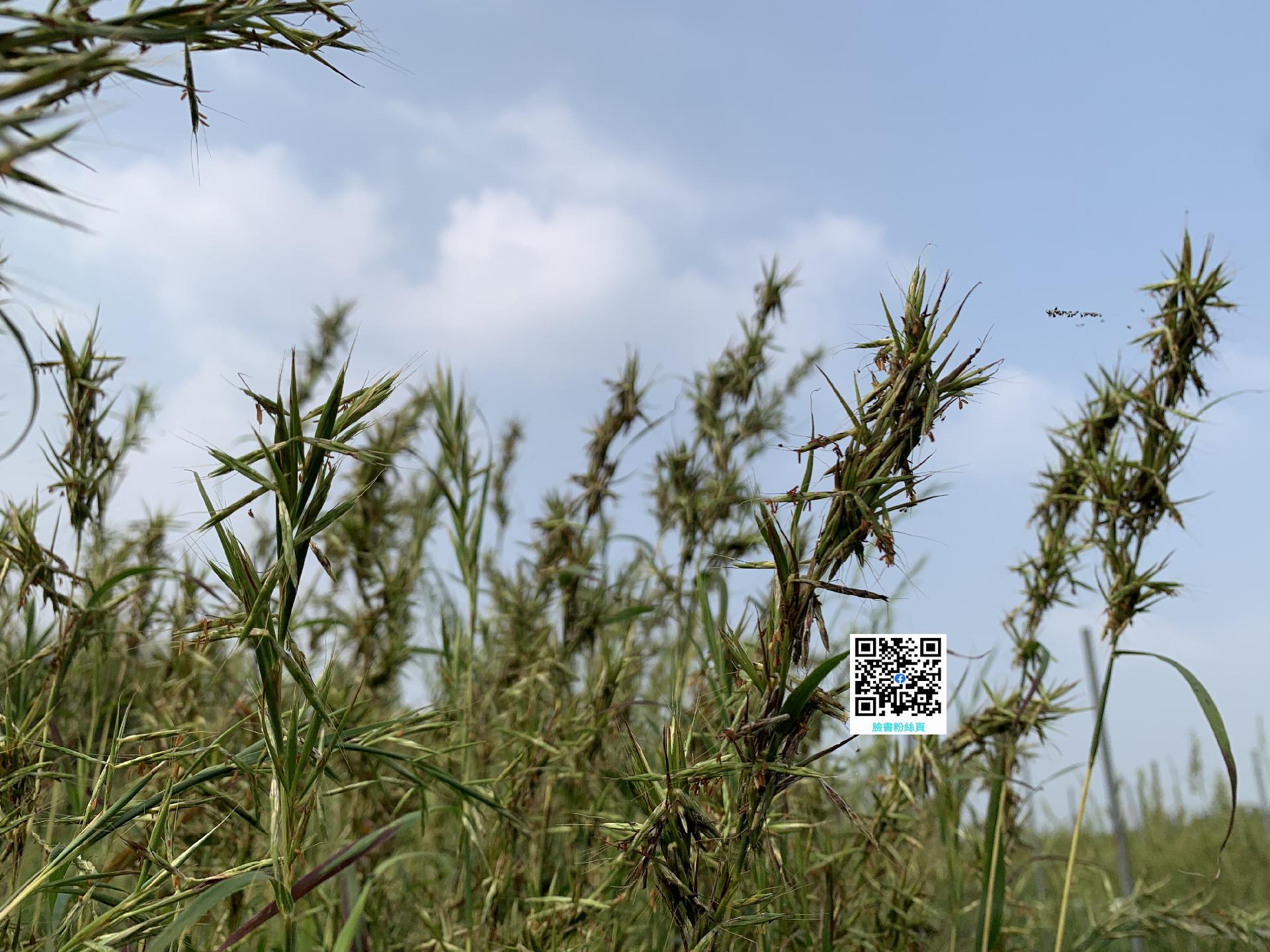 精油批發-精油工廠-精油批發商