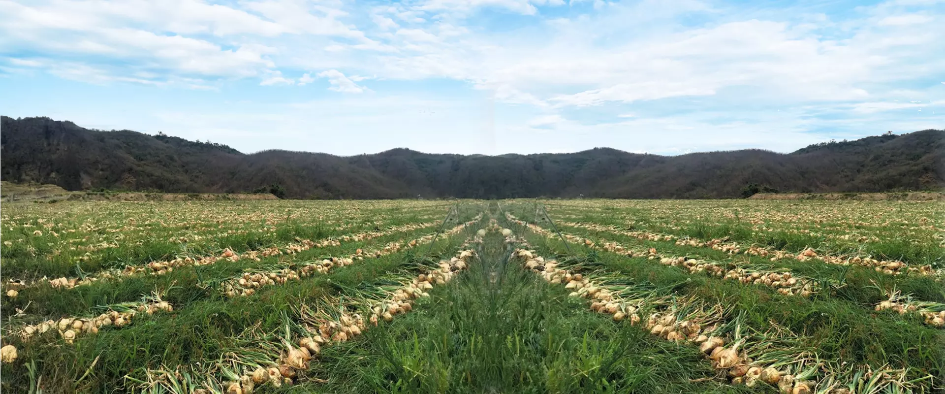 恆春洋蔥田-屏東恆春伴手禮-屏東伴手禮 恆春洋蔥田-屏東恆春伴手禮-屏東伴手禮