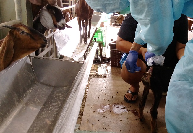 連日氣候高溫潮溼　羔羊球蟲症蠢蠢欲動