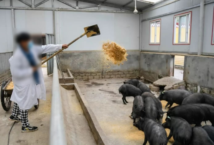 2026高雄養豬防疫全面啟動｜打造零漏洞防疫網 守護產業與食安