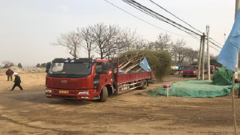 北京造林綠化建設全面啟動 　今年將新增造林25萬畝