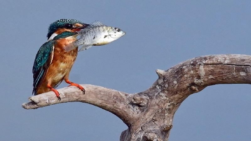 最美猛禽黑翅鳶空降茄萣濕地　高手進擊樂除鼠輩