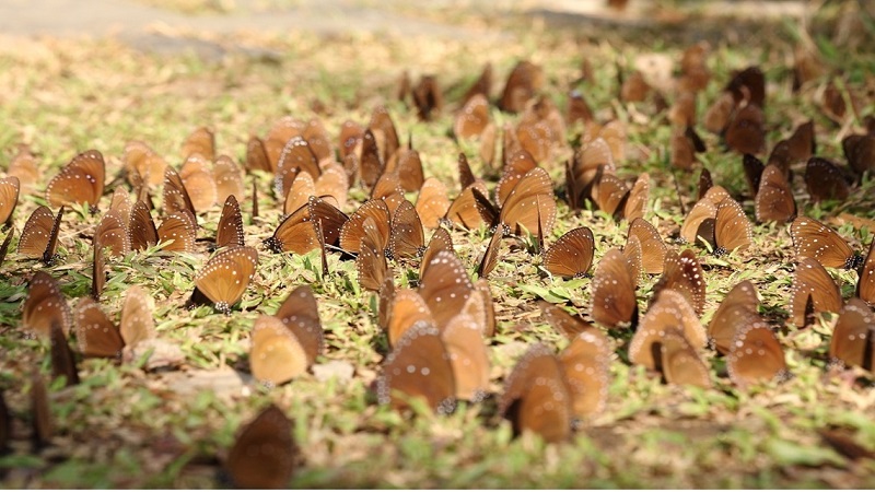 2021-2022高雄茂林雙年賞蝶季　冬遊賞蝶正是時候