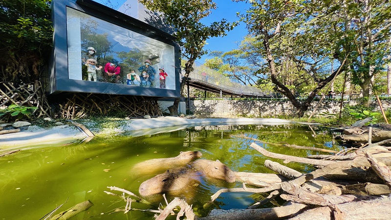 壽山動物園12月16日起試營運　增新萌友水豚君、迷你驢　可愛亮相