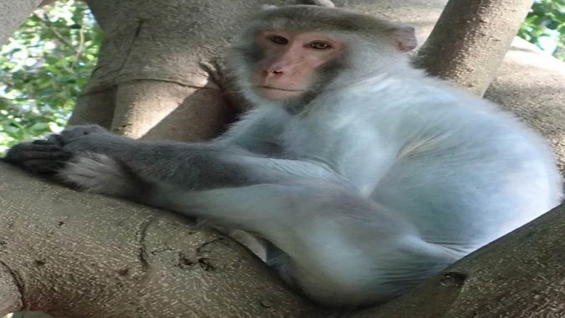 壽山國家自然公園十周年慶　歡迎參加線上保育成果發表會