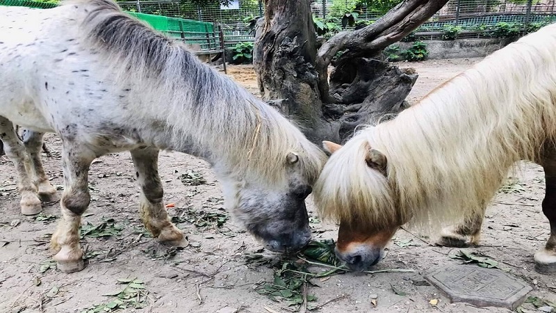 壽山動物園迷你萌主「法拉貝拉馬」　與蘋果劇團陪你FUN暑假