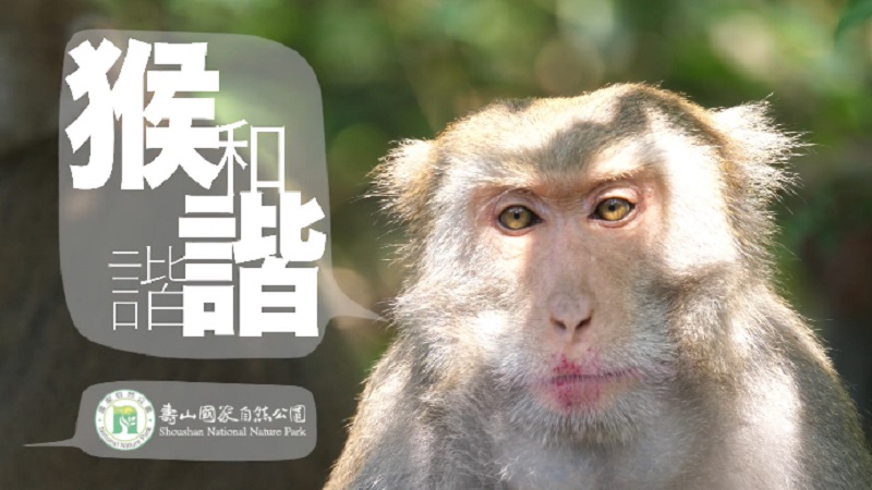 「猴諧和諧」影片　榮獲2020休士頓影展雷米白金獎