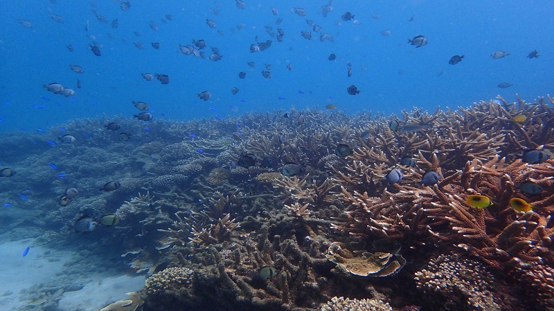 海洋保育的他山之石　「海洋永續研討會」邀請您參加