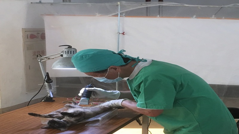 犬貓作伙來結紮　28日內門實踐大學辦理絕育三合一活動