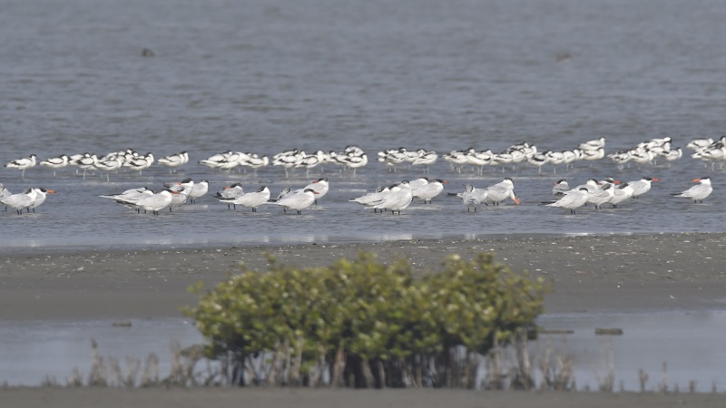 高市府與台電攜手推動　永安濕地生態教育　共創雙贏