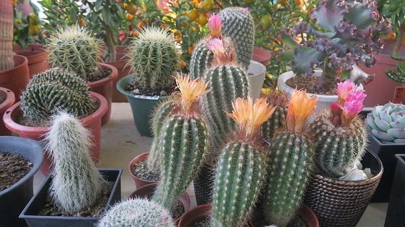 高市勞工花市「牛轉好運到」新春特展　6日起連展10天