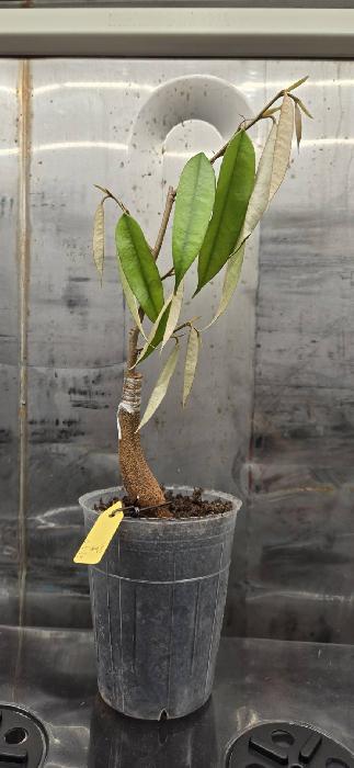 黑刺榴槤嫁接苗