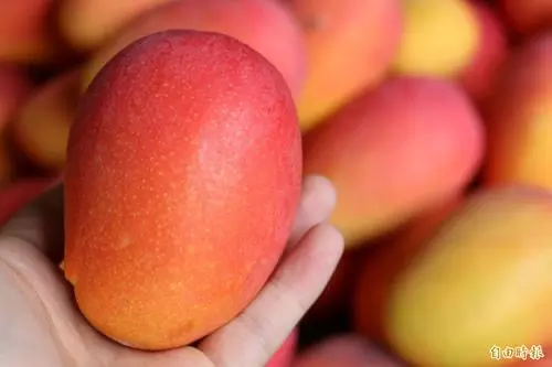 挽果子農場的芒果外銷爆單 在香港掀起台灣芒果熱