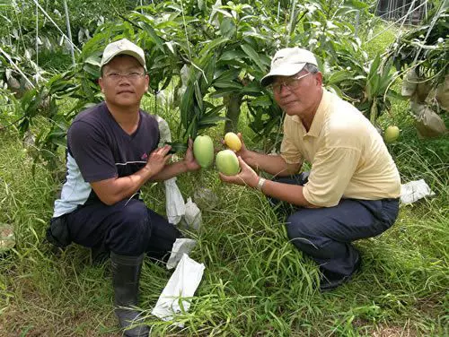 他的堅持 土芒果麻雀變鳳凰