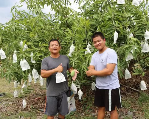 青農潘上至 種出價翻3倍芒果  供不應求還外銷香港