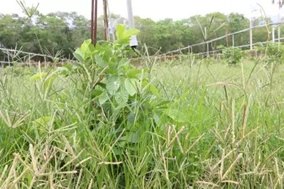 除草劑之特性與應用