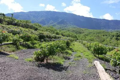 植物非傳染性因子病害與防治